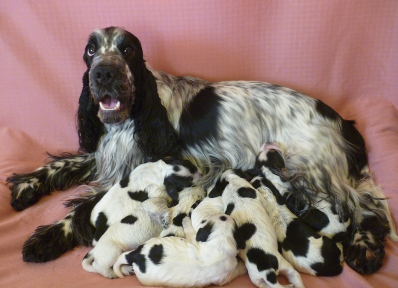 E1.JPG - Štěňátka