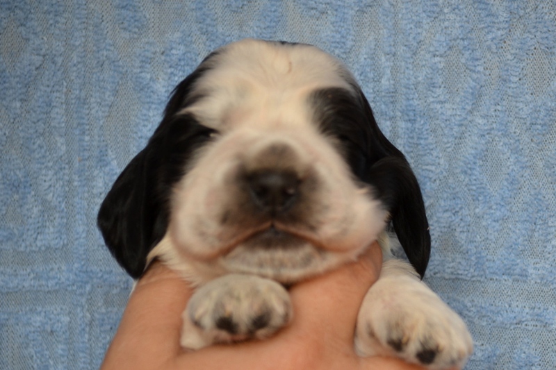 2-Chico.JPG - 2-Chiko