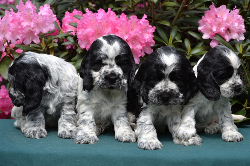 21.JPG - 21-Chris, Chiko, Charlie, Chessy