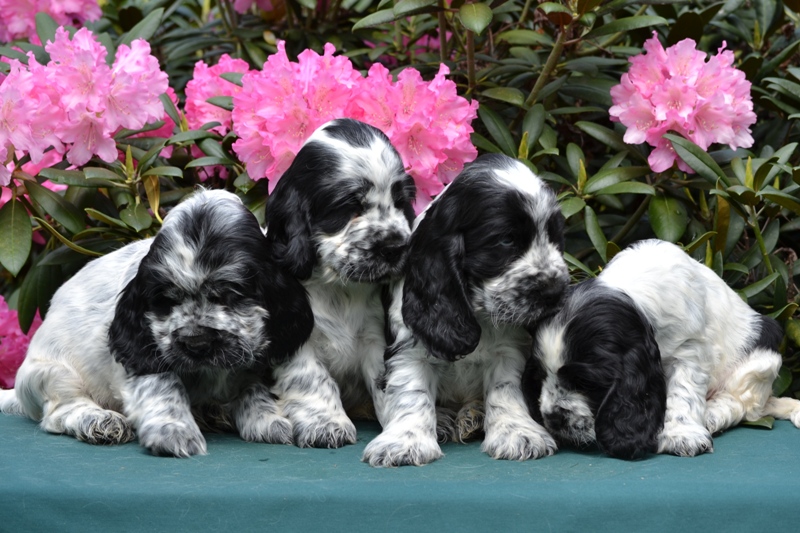 22.JPG - 22-Chris, Chiko, Charlie, Chessy