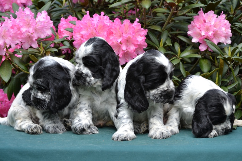 23.JPG - 23-Chris, Chiko, Charlie, Chessy