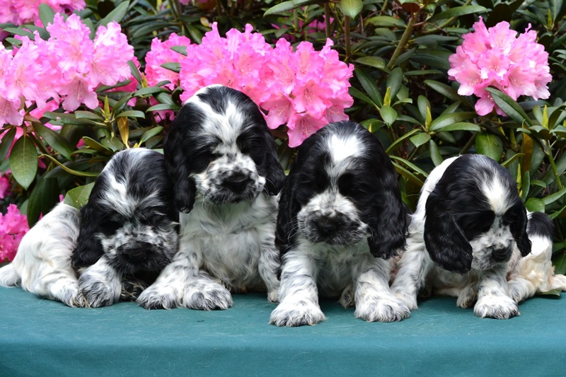 25.JPG - 25-Chris, Chiko, Charlie, Chessy