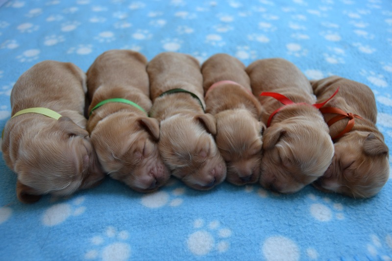 0.JPG - 7- Reno, Rey, Roky, Ron, Rita, Raja, Ron.JPG