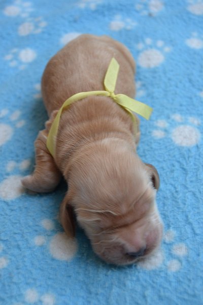 1-pejsek.JPG - 1-pejsek Reno.JPG