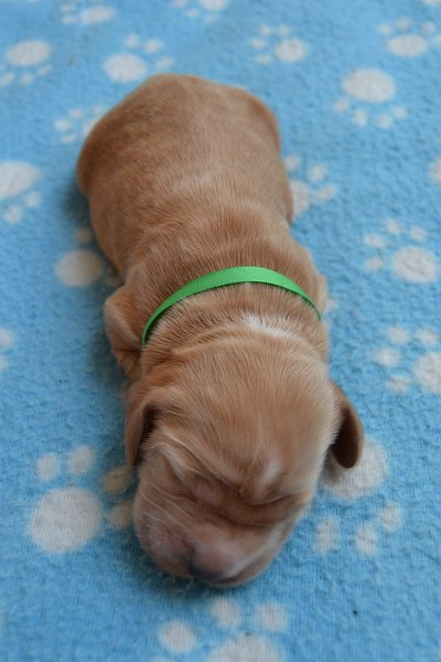 2-pejsek.JPG - 2-pejsek Rey.JPG