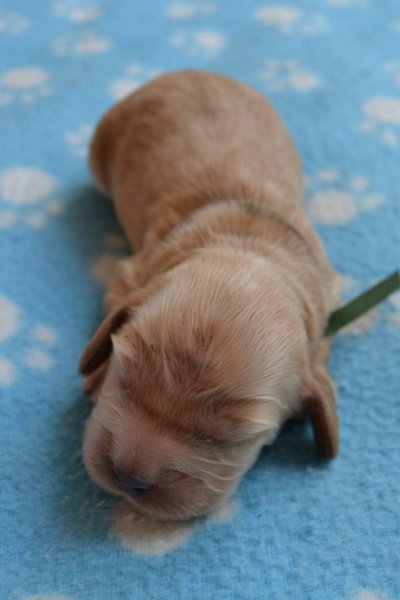 3-pejsek.JPG - 3-pejsek Roky.JPG