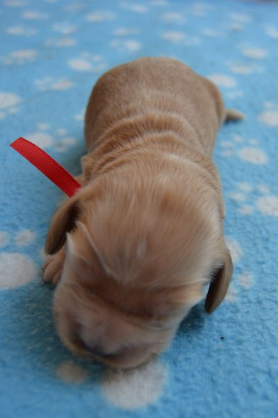 5-fenka.JPG - 5-fenka Raja.JPG