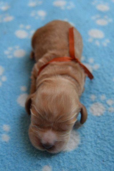 6-pejsek.JPG - 6-pejsek Ron.JPG